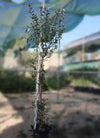 Conocarpus erectus image 0