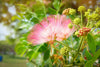 Albizia saman "Samanea saman" 3.0-3.5m Ht, 40-50mm dia