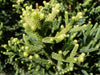 Araucaria cunninghamii 1m