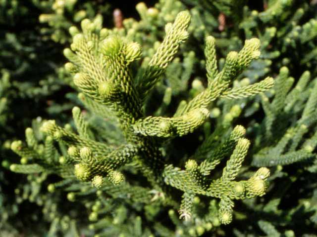 Araucaria cunninghamii 1m