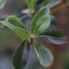 Bucida buceras (3.0- 3.5m Height, 40-50mm di)