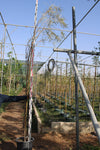 Acacia stenophylla image 0