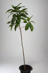 Terminalia catappa (80-100cm Ht) image 0