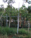 Tabebuia argentia image 0