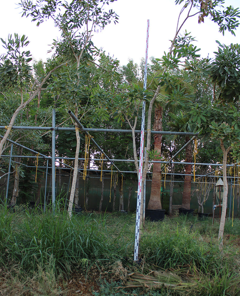 Tabebuia argentia image 0