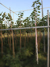Ficus religiosa image 0