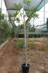 Tabebuia rosea image 0