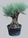 Olea Europaea Olea Bonsai image 0
