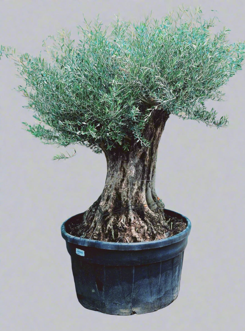 Olea Europaea Olea Bonsai image 0