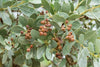 Conocarpus erectus (2.5-3.0 m O.A Ht)