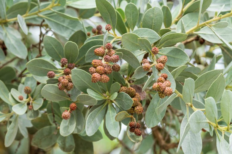 Conocarpus erectus (2.5-3.0 m O.A Ht)
