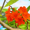 Cordia sebestena 3.5-4.0m Ht, 2m CT, 4-5cm Dia