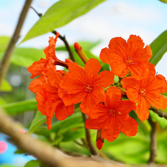 Cordia Sebestena 2.5-3.0m Ht, 1.5m CS, 5cm Dia