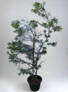 Callistemon viminalis image 0
