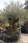 Olea Europaea Pompom PV Tronco image 0