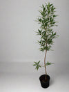 Conocarpus saudi image 0