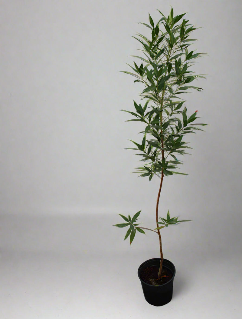 Conocarpus saudi image 0