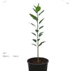 Ficus Altissima image 0