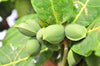 Terminalia catappa (100-150cm Ht)
