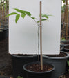 Cassia fistula image 0