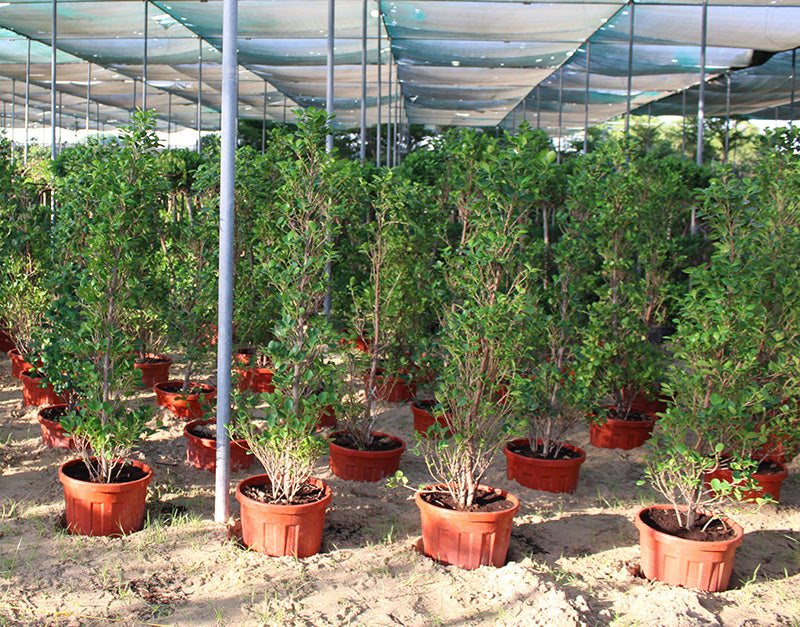 Ficus diversifolia 'Cone shape image 0