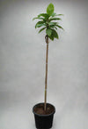 Terminalia catappa image 0