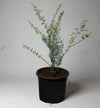 Prosopis cineraria image 0