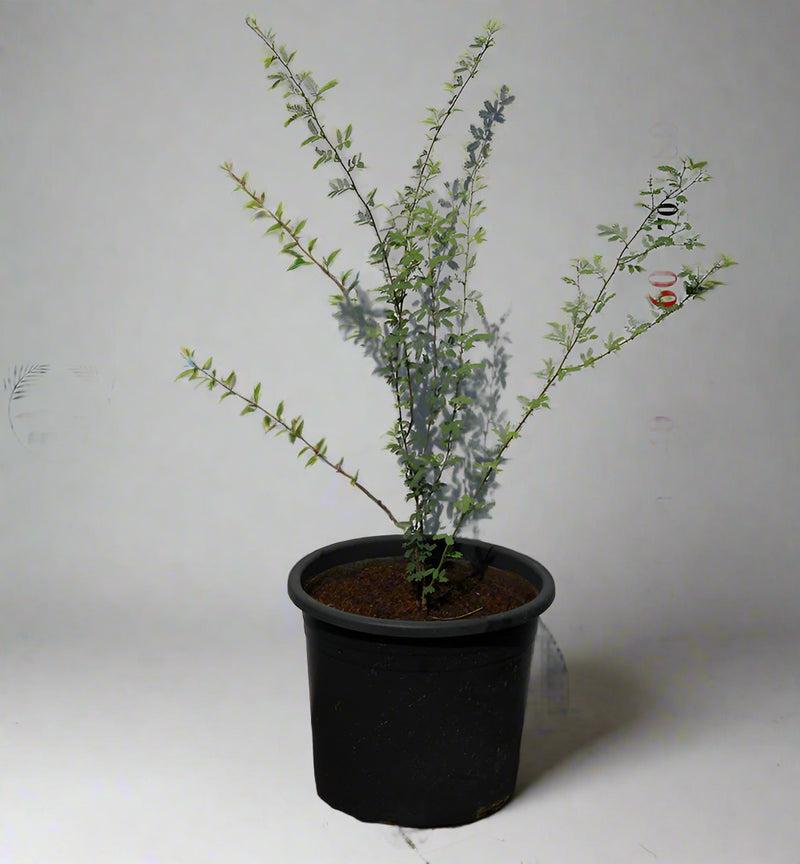 Prosopis cineraria image 0