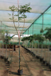 Millingtonia hortensis 3.0-3.5m Ht, 2.0m CS,4-5cm Dia image 0