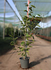Ficus Altissima image 0