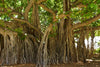 Ficus religiosa 3.0-3.5m Ht, 2 m CS, 2-3cm Dia