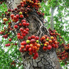 Ficus religiosa 3.0-3.5m Ht, 2 m CS, 2-3cm Dia