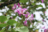 Bauhinia blackeana 3.0-3.5m Ht, 2.0m CS,1.5'' dia