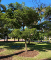Bucida buceras (3.0- 3.5m Height, 40-50mm di)