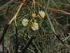 Acacia stenophylla (2.5-3.0m Ht, 1.0m CT,30-40mm dia)