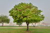Albizia lebbeck 3.0-3.5m Ht, 2m C.S, 4-5cm Dia