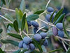 Olea Europaea Multbola S/C 110-130 lt