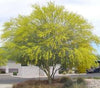 Parkinsonia aculeata (3.5-4.0 m O.A Ht)
