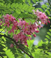 Cassia Javanica 120-150cm Ht