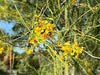Parkinsonia aculeata (3.5-4.0 m O.A Ht)