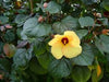 Hibiscus Tiliaceus Rubra (3.0m Ht, 3-4cm dia)