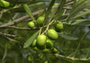 Olea Europaea Multbola S/C 110-130 lt