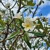 Plumeria obtusa 70cm-80c Ht