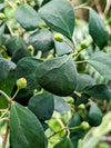 Ficus diversifolia 'Cone shape ( 1.8 -2.0m Total Height )