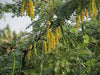 Prosopis cineraria 1.5 - 1.8m Height, 10-12mm Dia