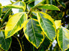 Ficus Altissima (1.2-1.5m Ht)