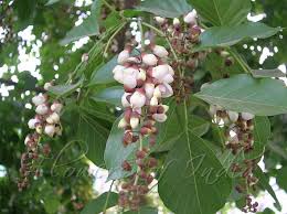Pongamia glabra 3.0-3.5m Ht,1.0m CS,3-4cm Dia