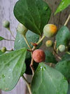 Ficus diversifolia 'Cone shape ( 1.8 -2.0m Total Height )