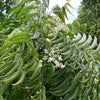 Azadirachta indica " Neem " 4.0-4.5m Ht, 2 m CT, 6-7cm Dia