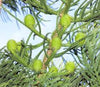 Araucaria cunninghamii 1m